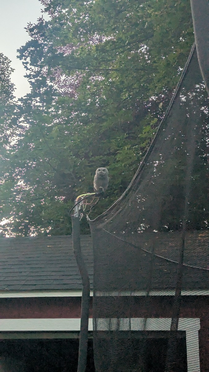 Western Screech-Owl - ML638673117