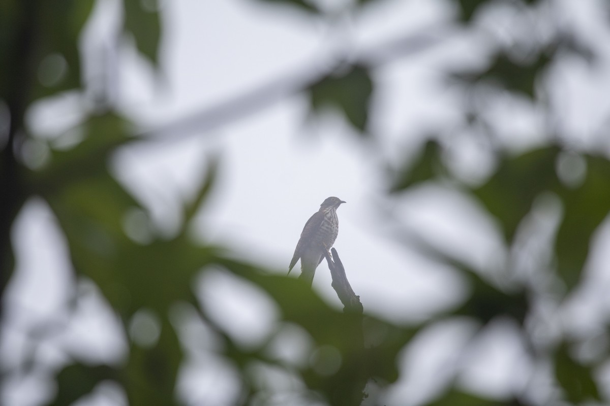 Large Hawk-Cuckoo - ML638673119