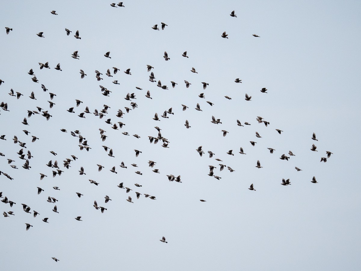 Wattled Starling - ML638673194