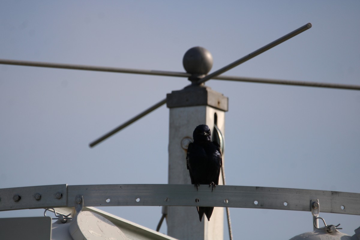 Purple Martin - ML638673308