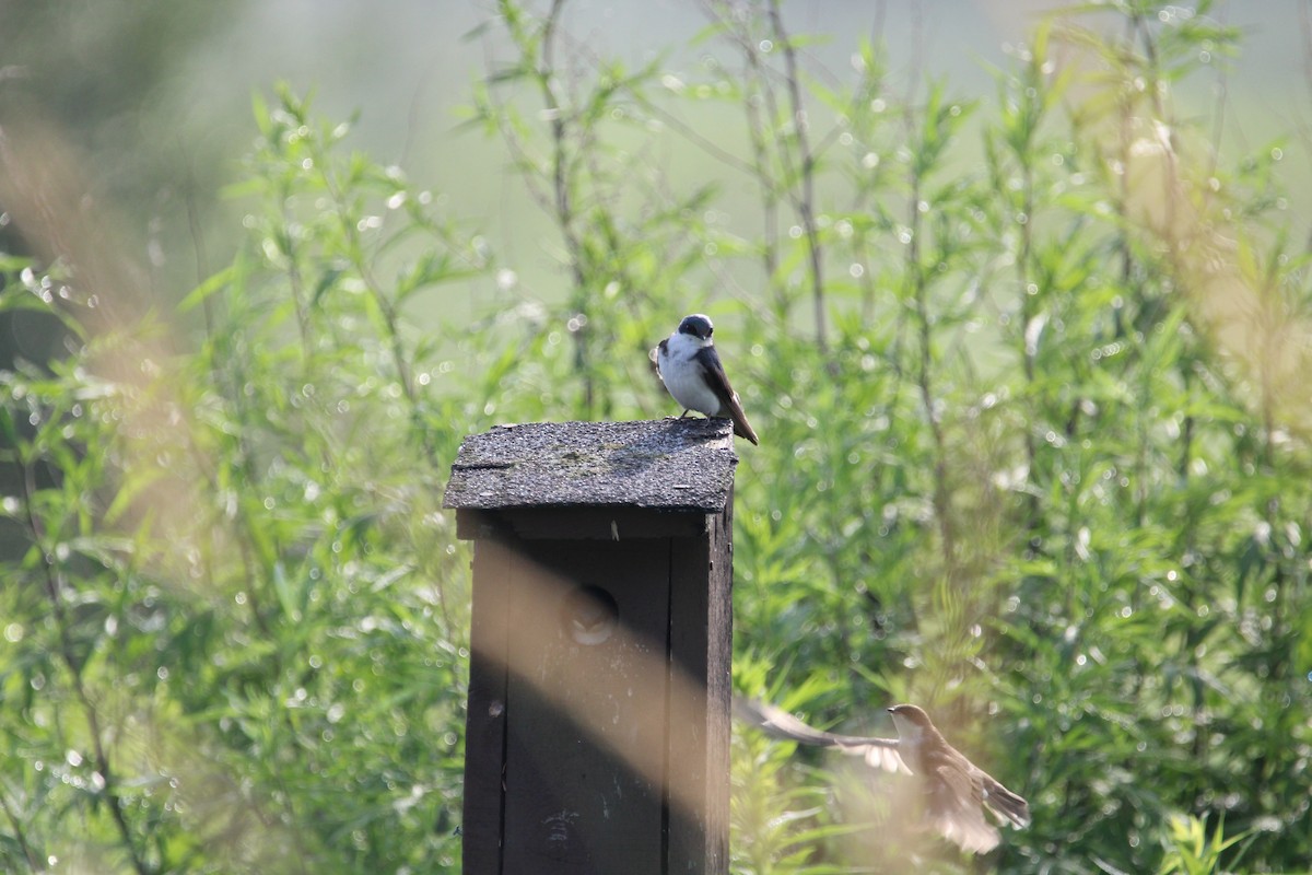 Tree Swallow - ML638673319