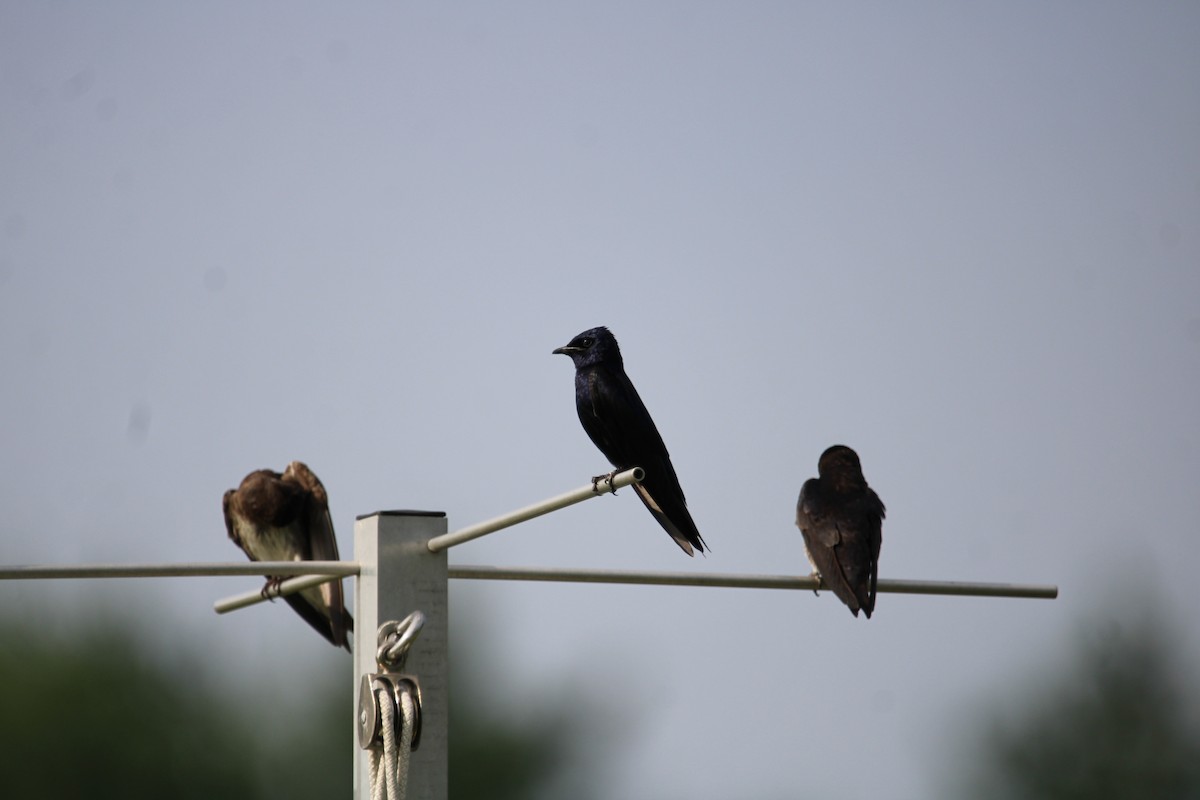 Purple Martin - ML638673322