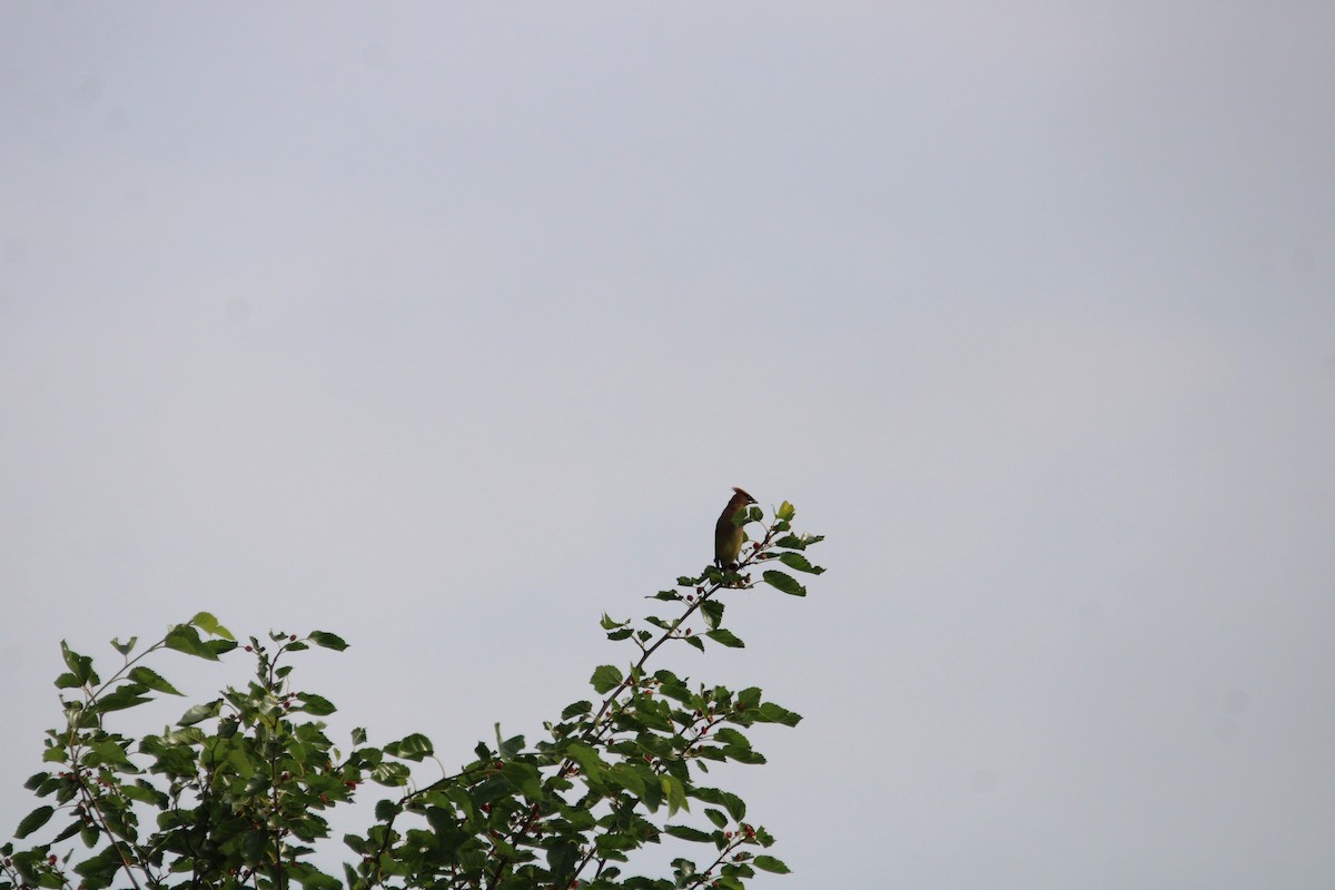 Cedar Waxwing - ML638673325