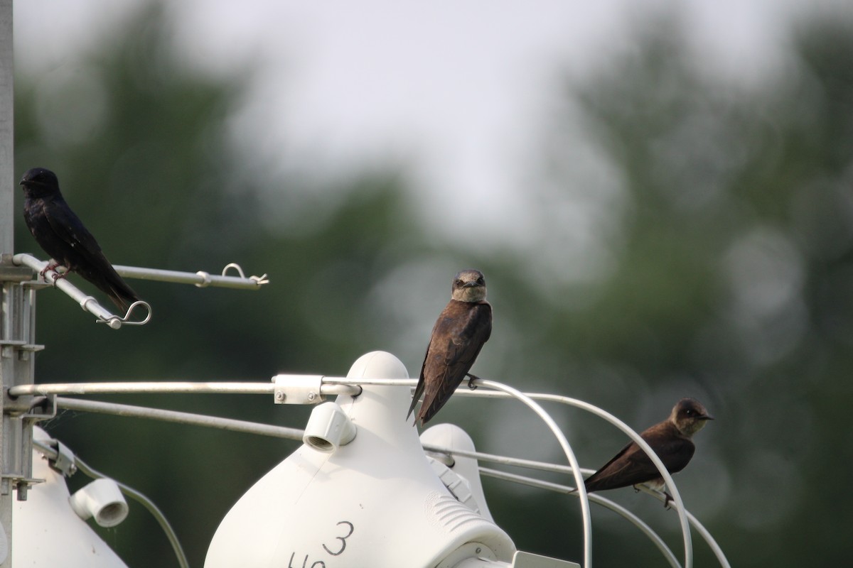 Purple Martin - ML638673343