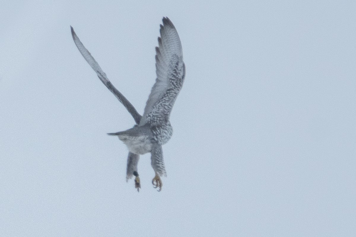 Gyrfalcon - ML638673356