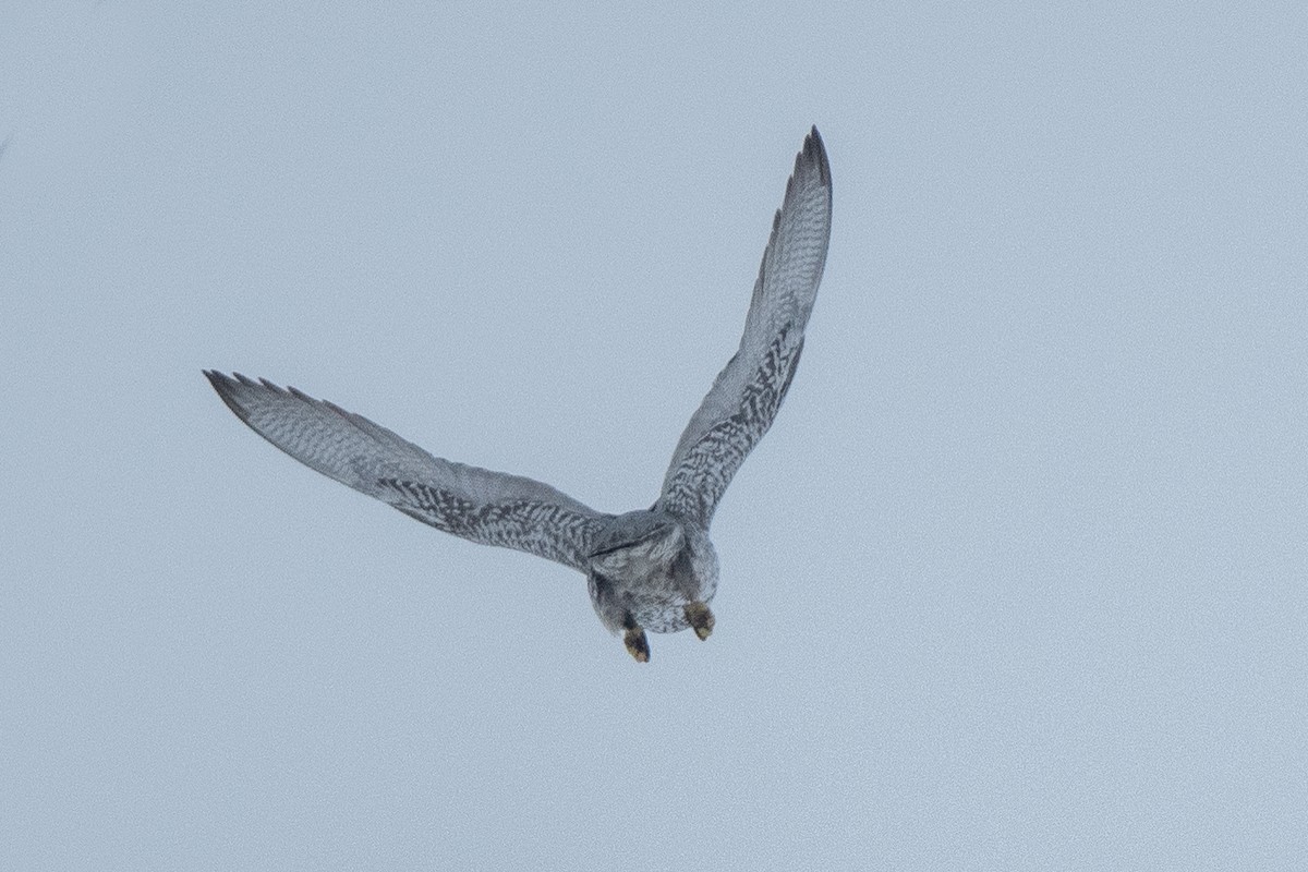 Gyrfalcon - ML638673358