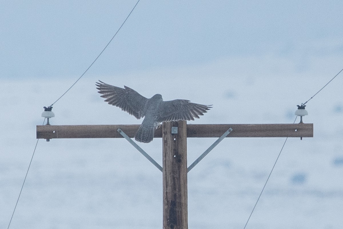 Gyrfalcon - ML638673359