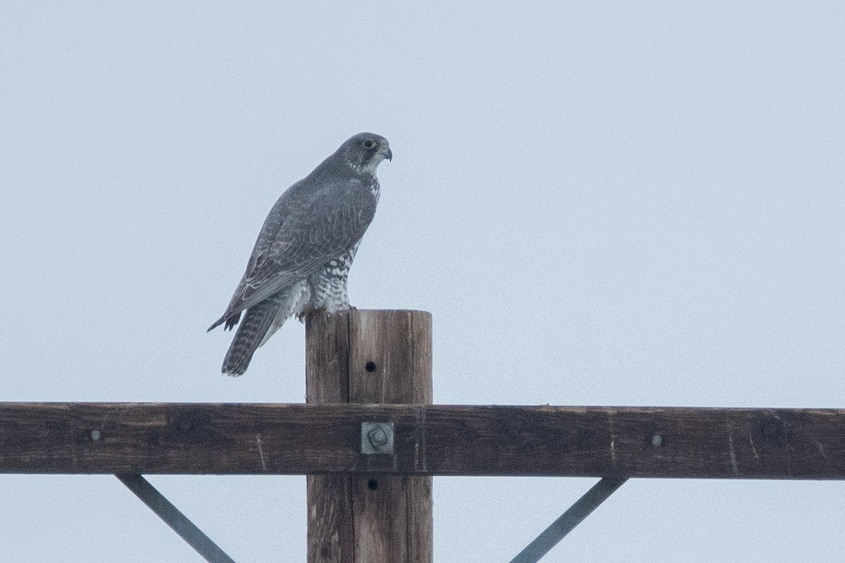 Gyrfalcon - ML638673360