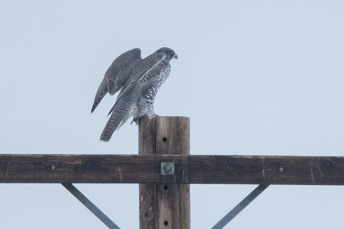 Gyrfalcon - ML638673361