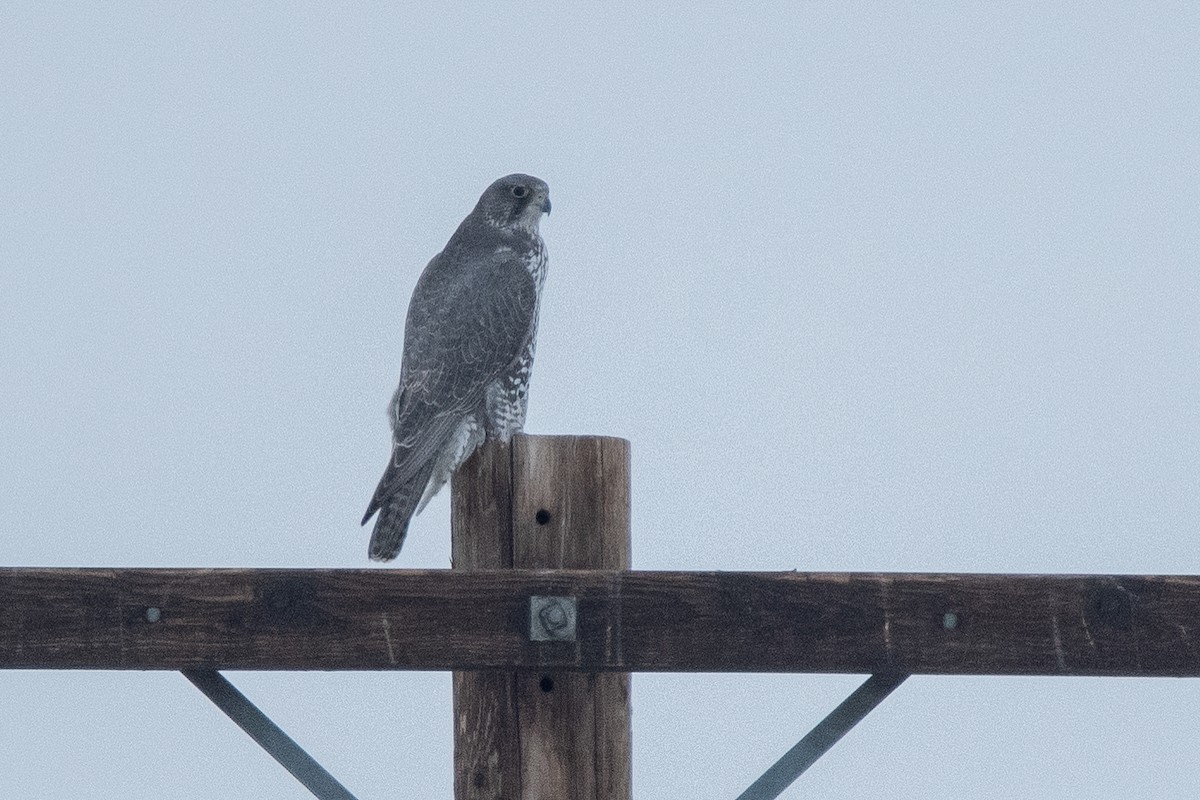 Gyrfalcon - ML638673362