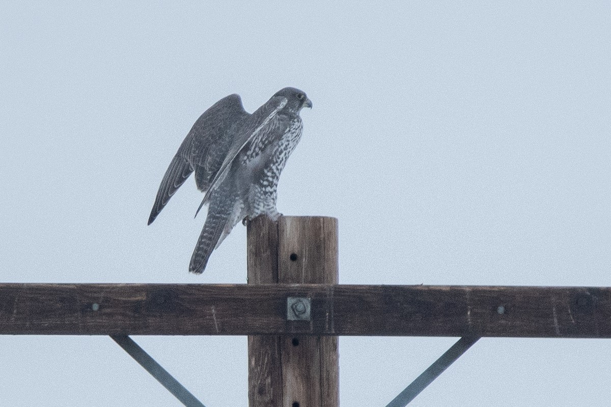 Gyrfalcon - ML638673363