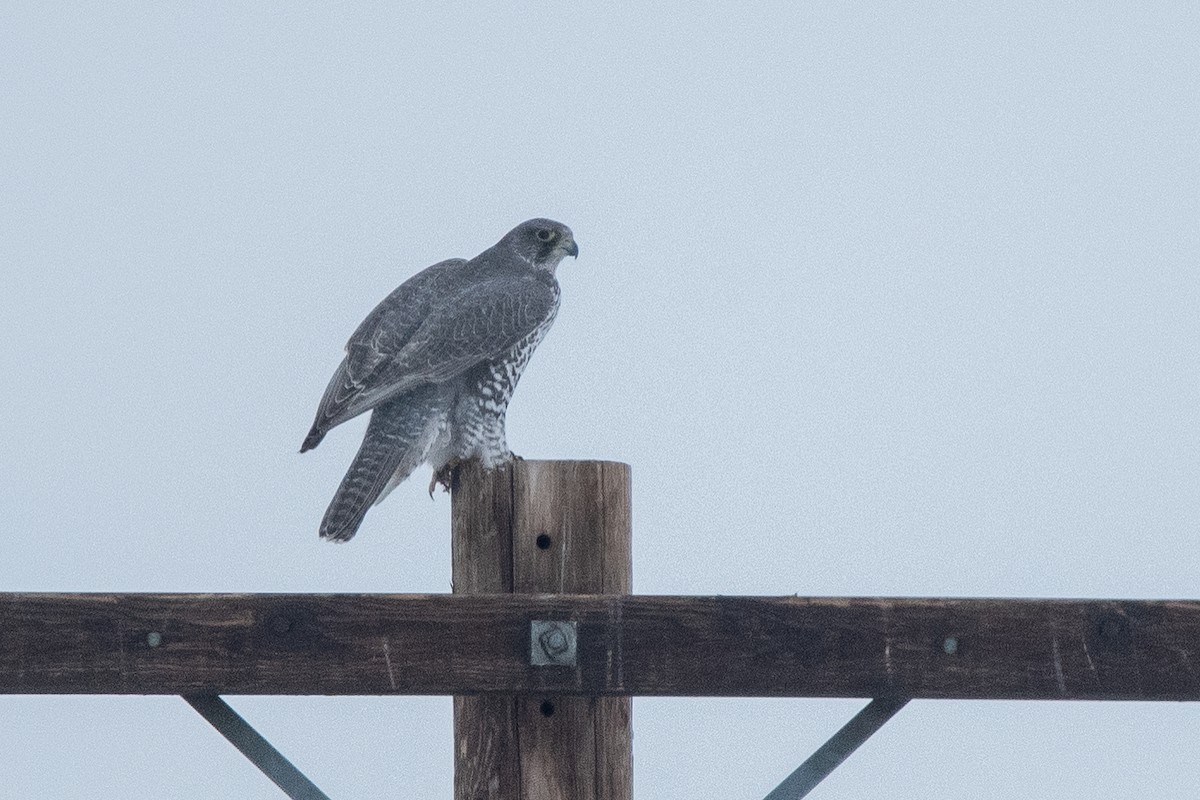 Gyrfalcon - ML638673364