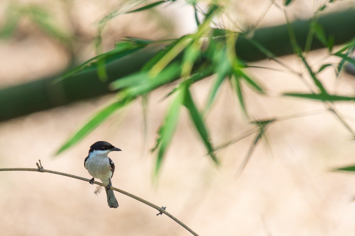 Bar-winged Flycatcher-shrike - ML638673380