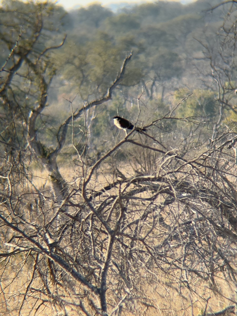 Burchell's Coucal - ML638673400