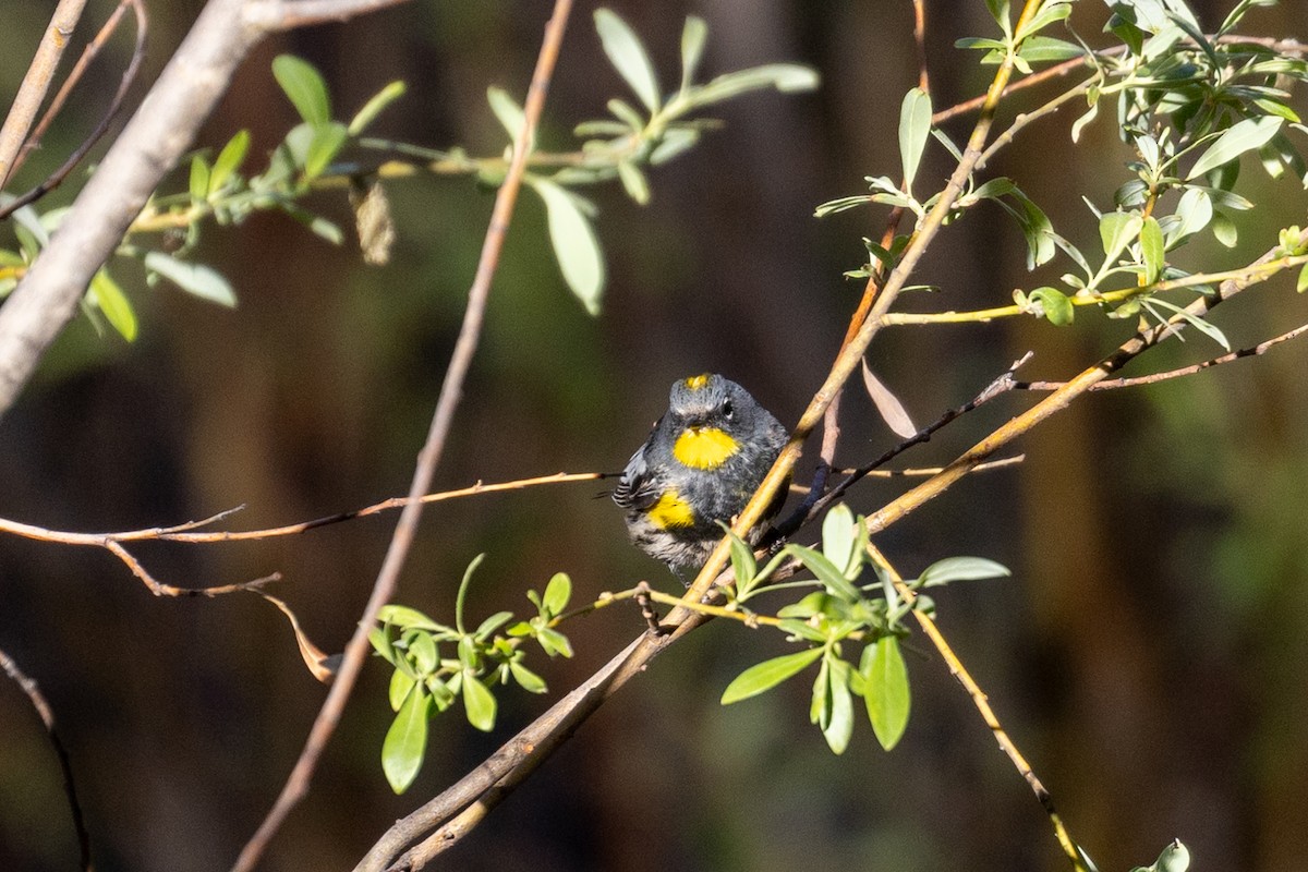 Yellow-rumped Warbler (Audubon's) - ML638673408