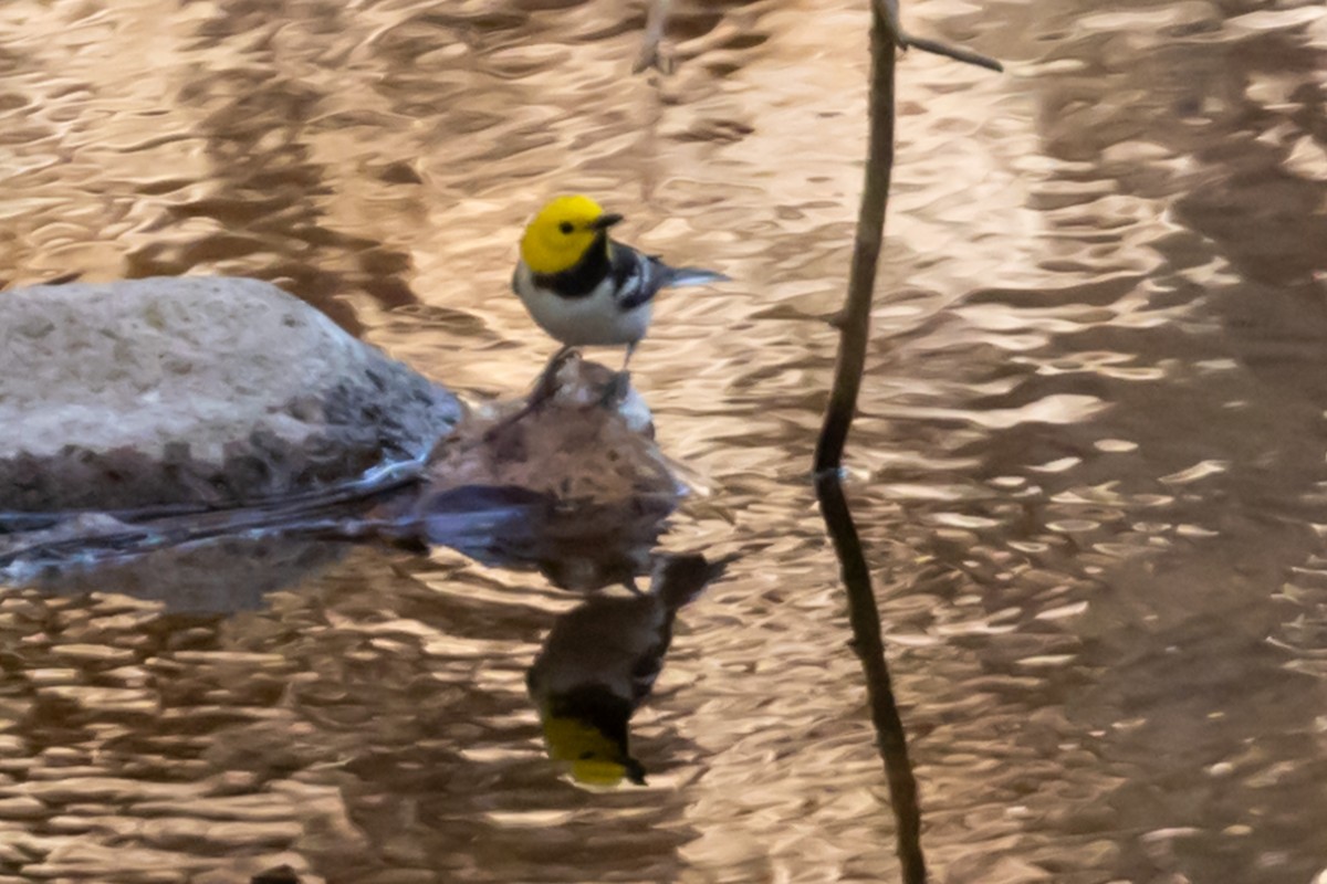 Einsiedelwaldsänger - ML638673476