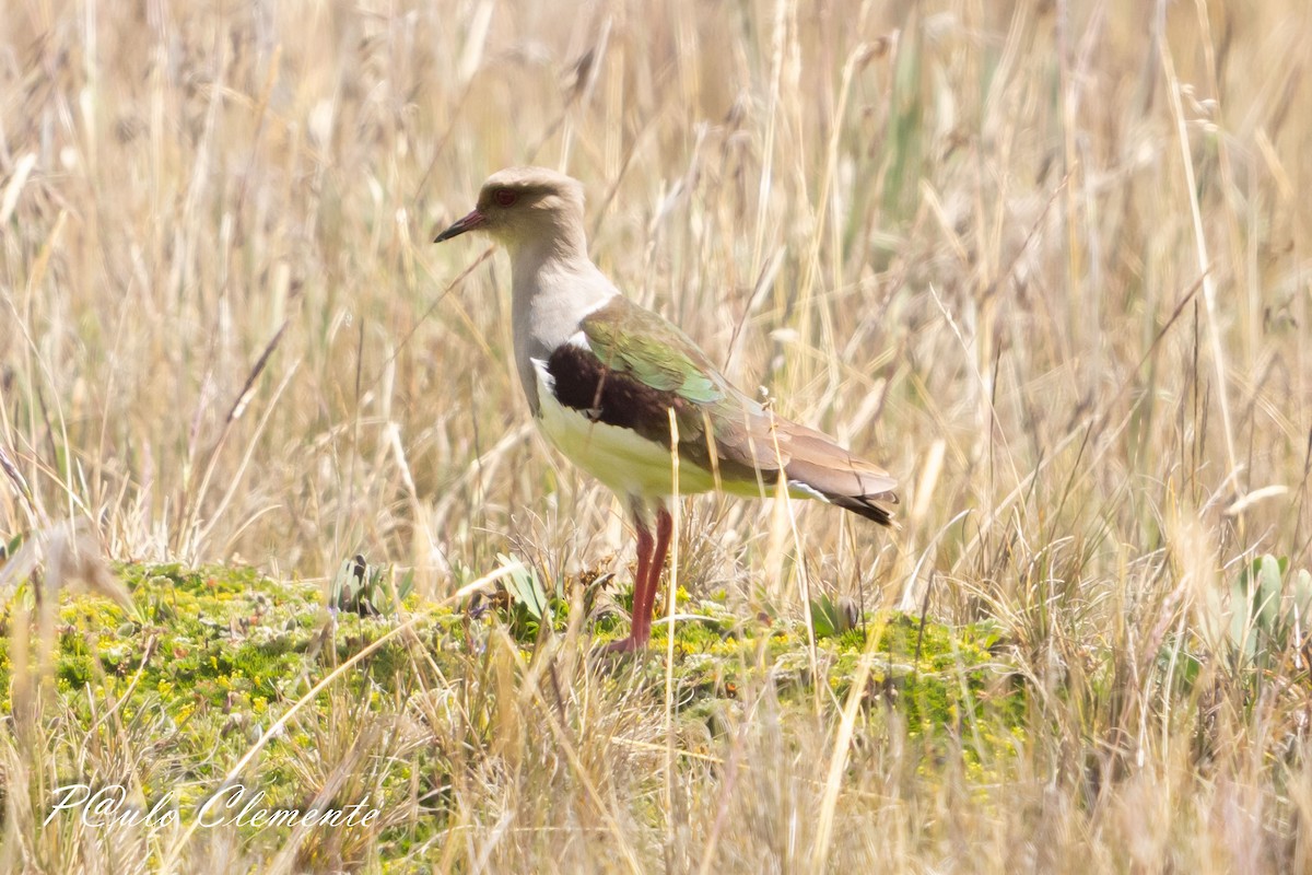 Andean Lapwing - ML638673565