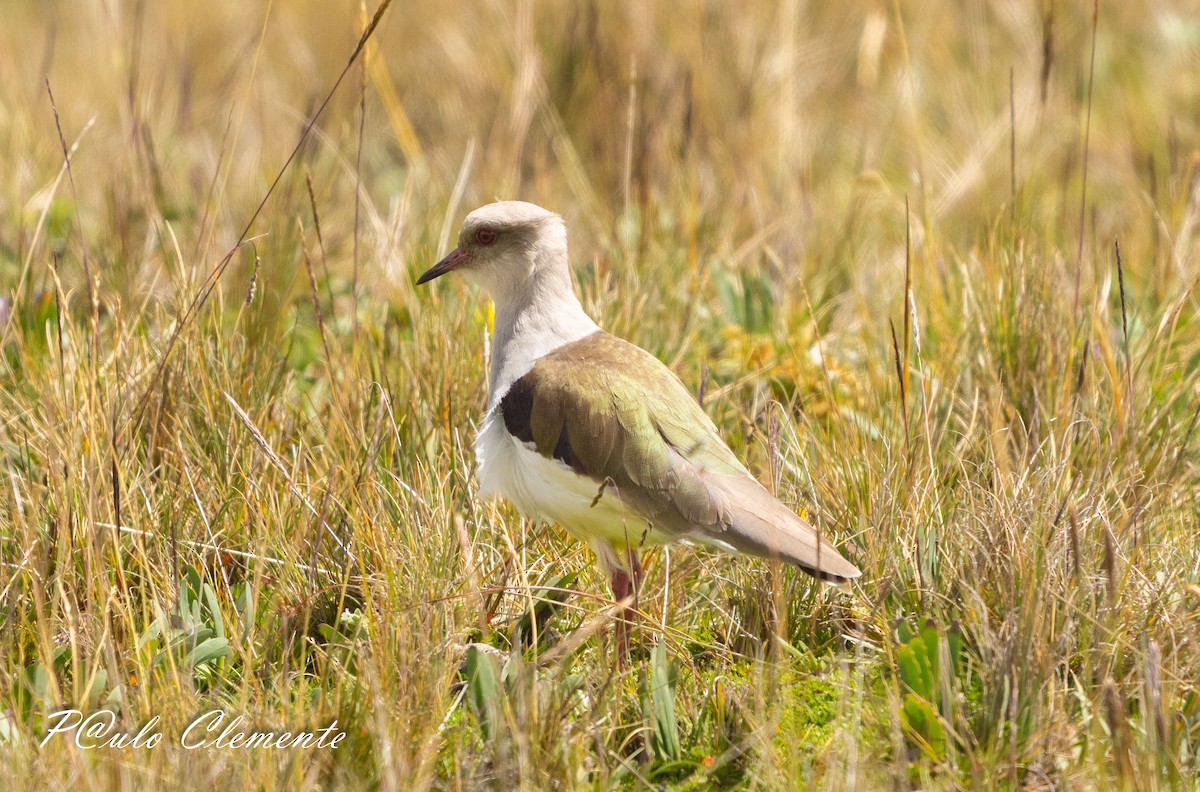 Andean Lapwing - ML638673567