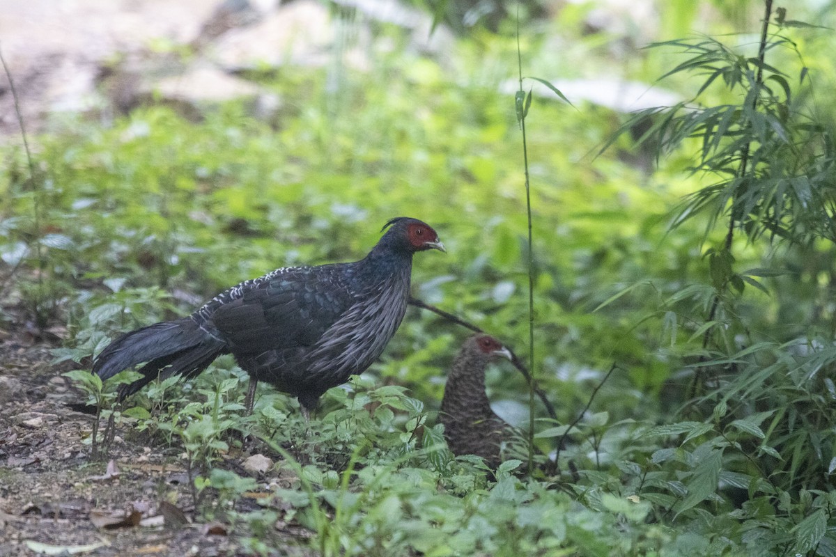 Kalij Pheasant - ML638673617