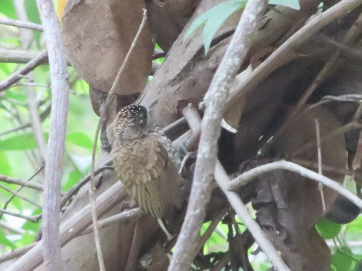 Scaled Piculet - ML638673658