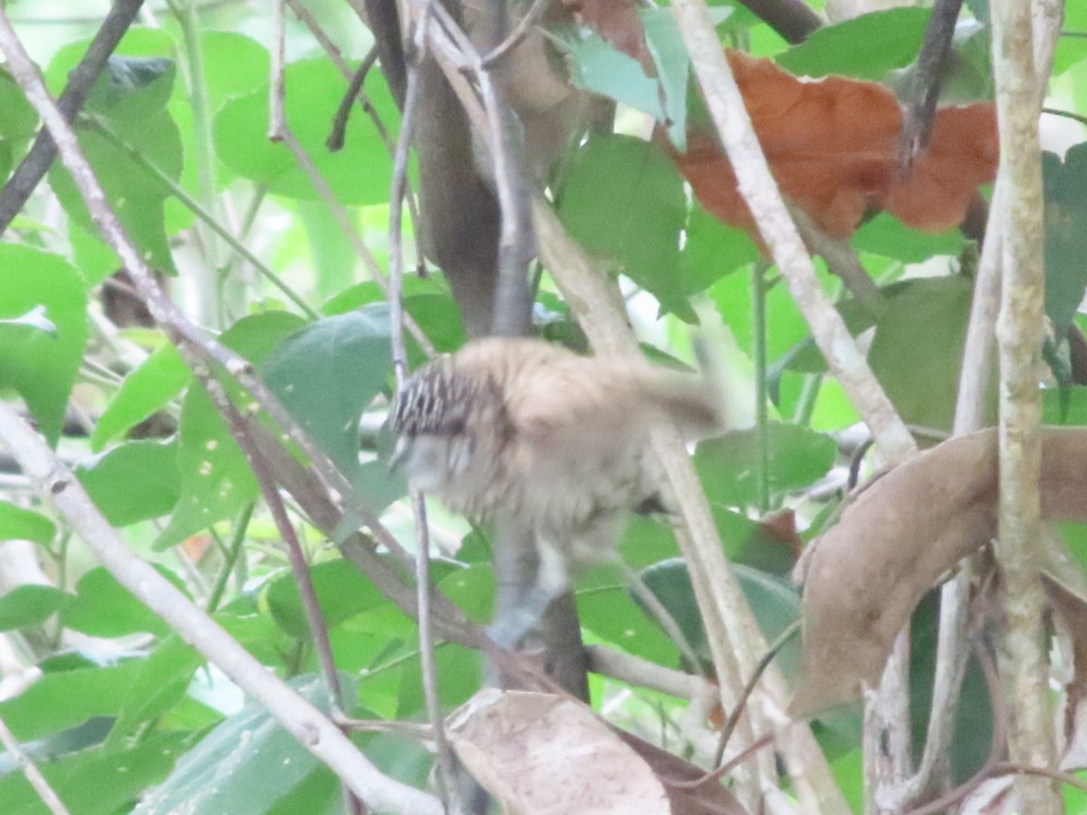 Scaled Piculet - ML638673659