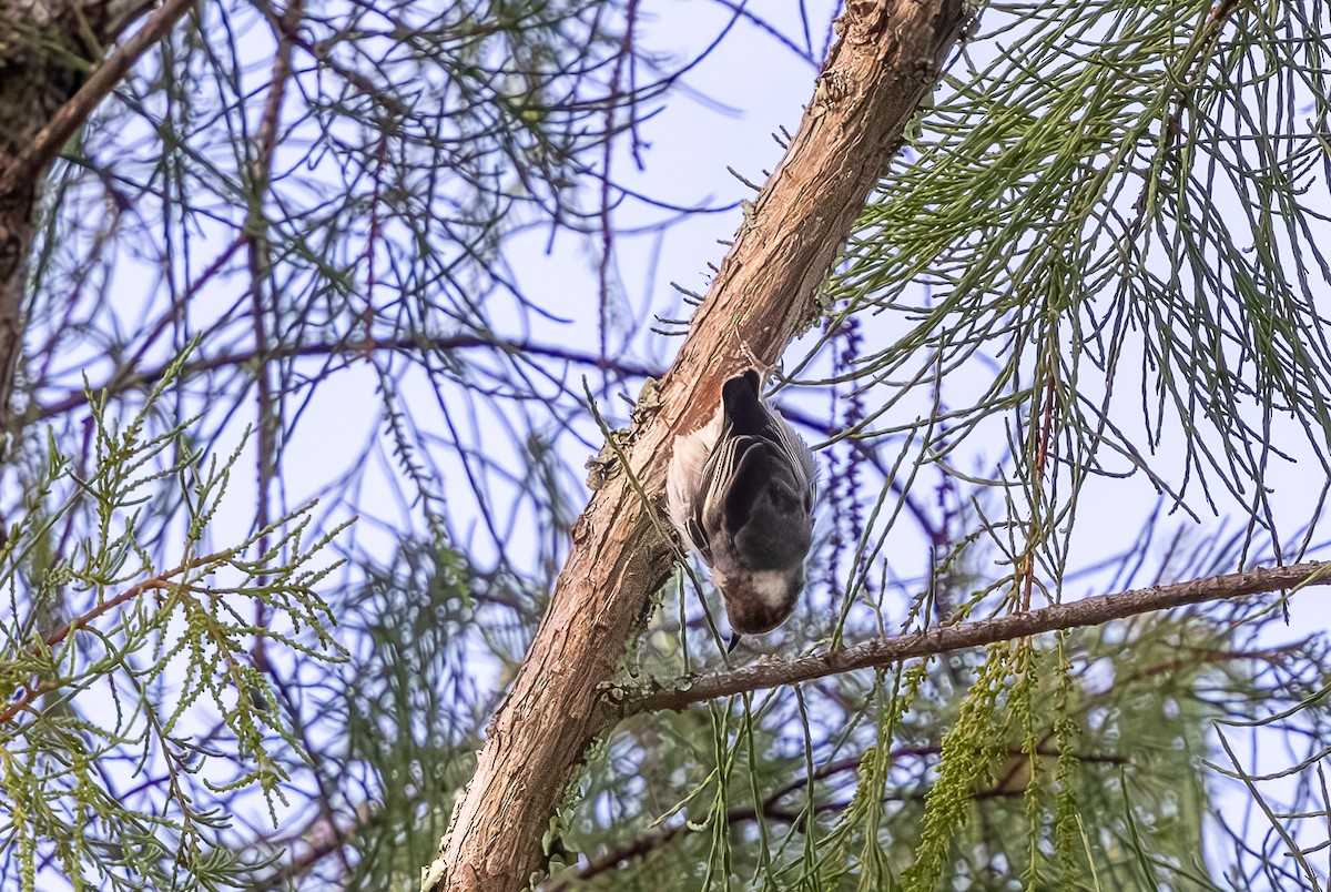 Brown-headed Nuthatch - ML638673665