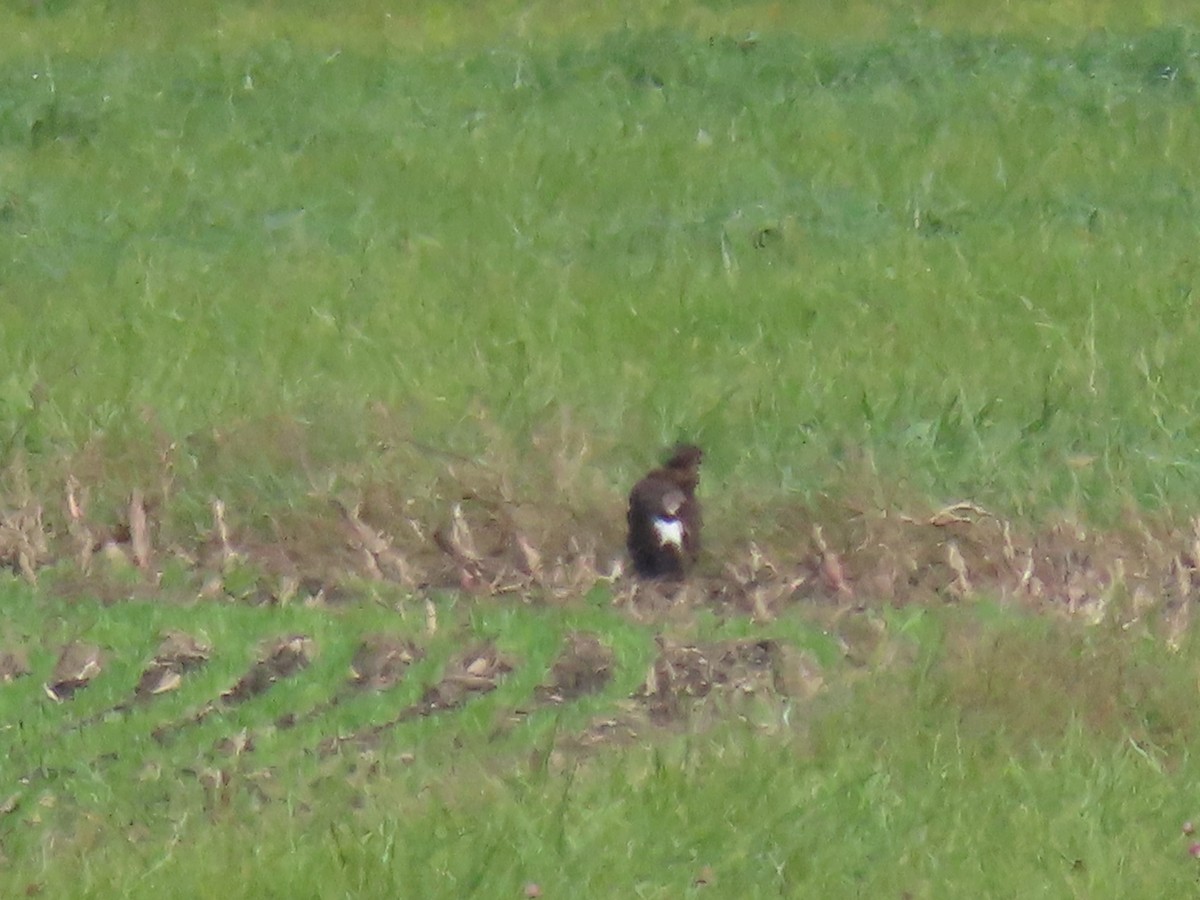 Northern Harrier - ML638673714