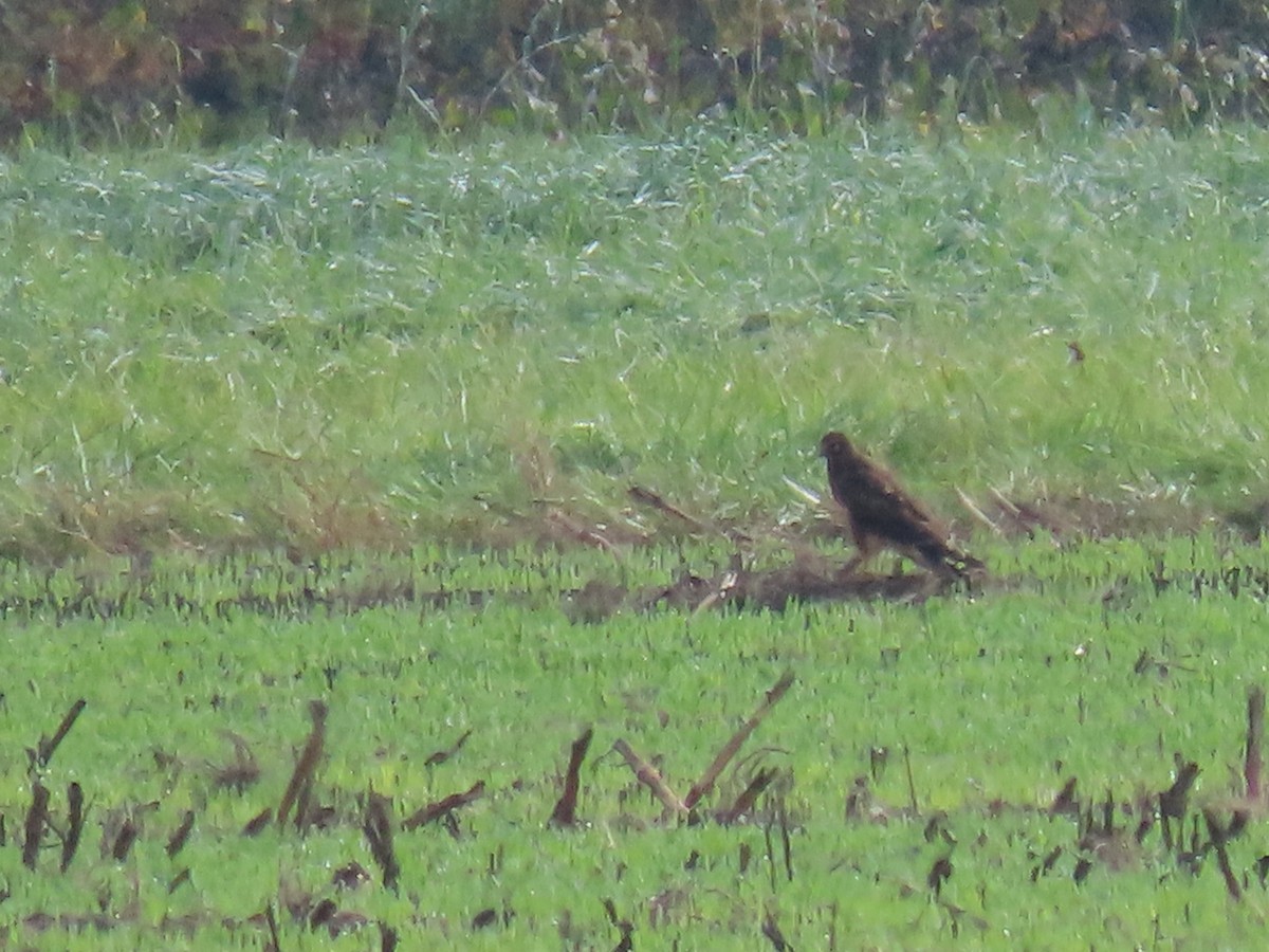Northern Harrier - ML638673715