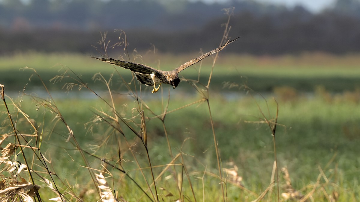 Northern Harrier - ML638673752