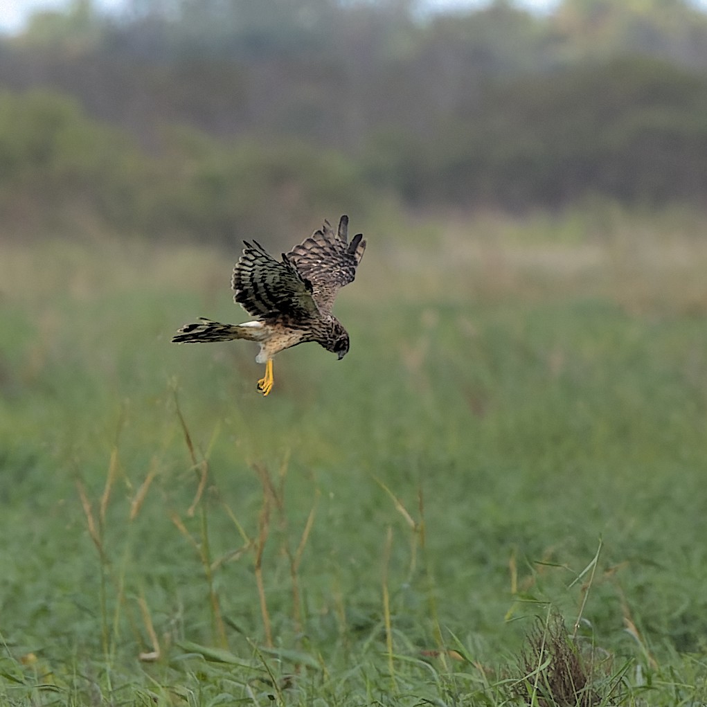 Northern Harrier - ML638673753