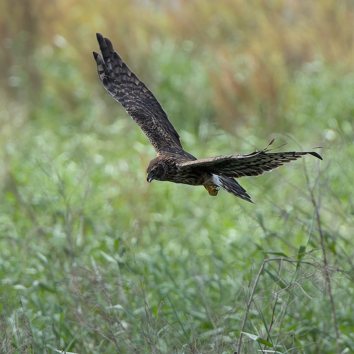 Northern Harrier - ML638673754