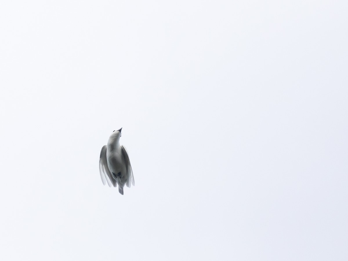 Snowy Cotinga - ML638673770