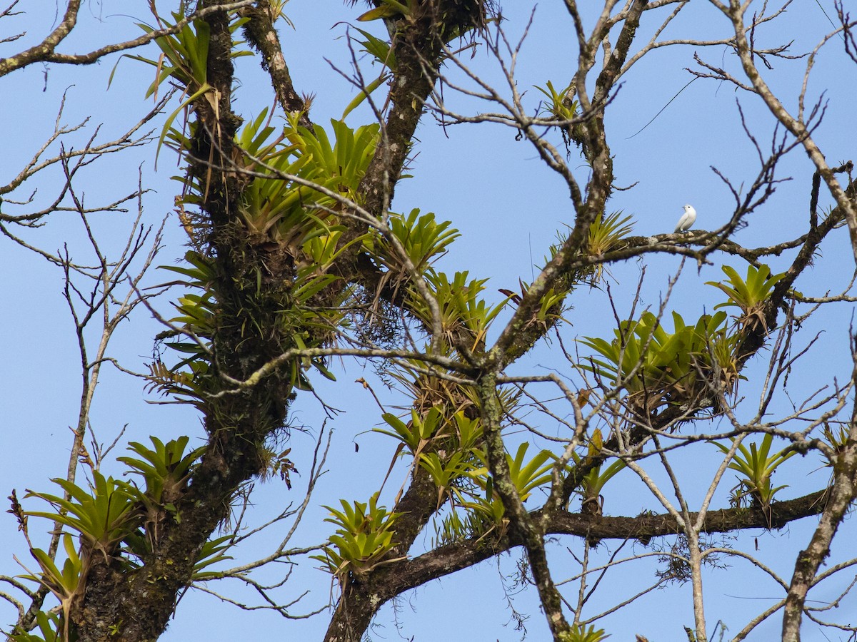 Snowy Cotinga - ML638673771