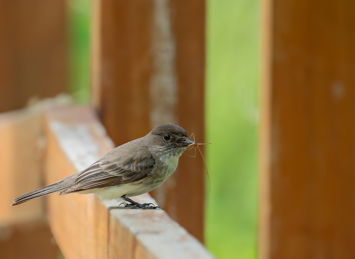Eastern Phoebe - ML638673780