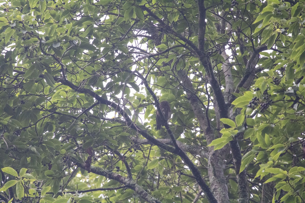 Asian Barred Owlet - ML638673796