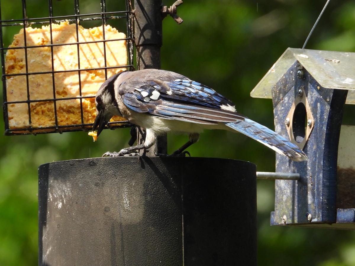 Blue Jay - ML638673809