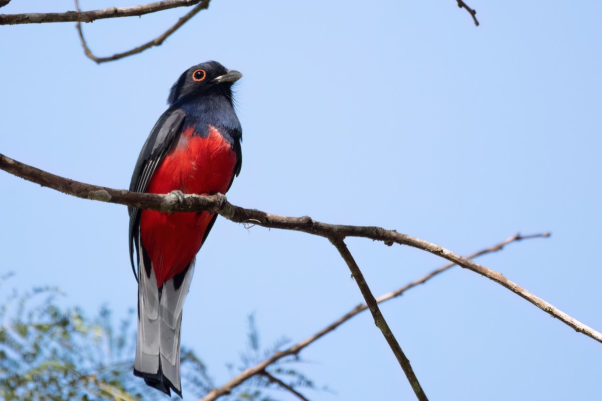 Surucua Trogon - ML638673810