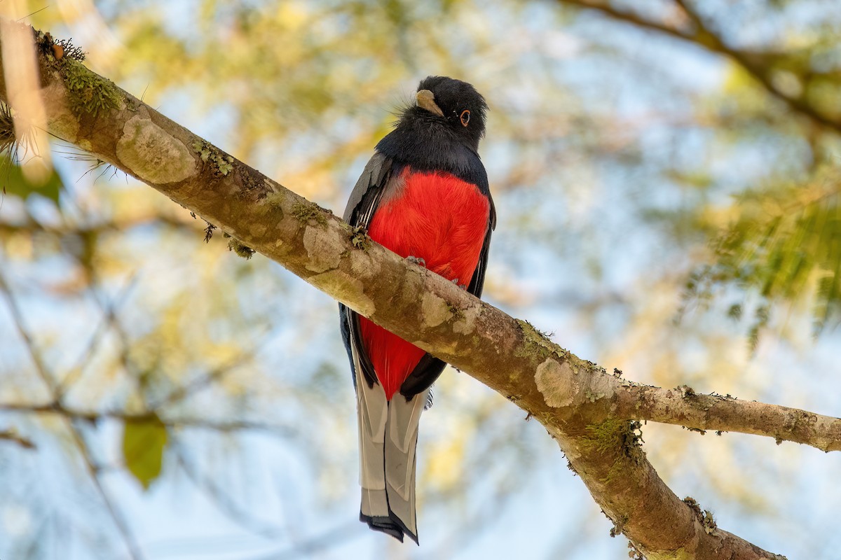 Surucua Trogon - ML638673811
