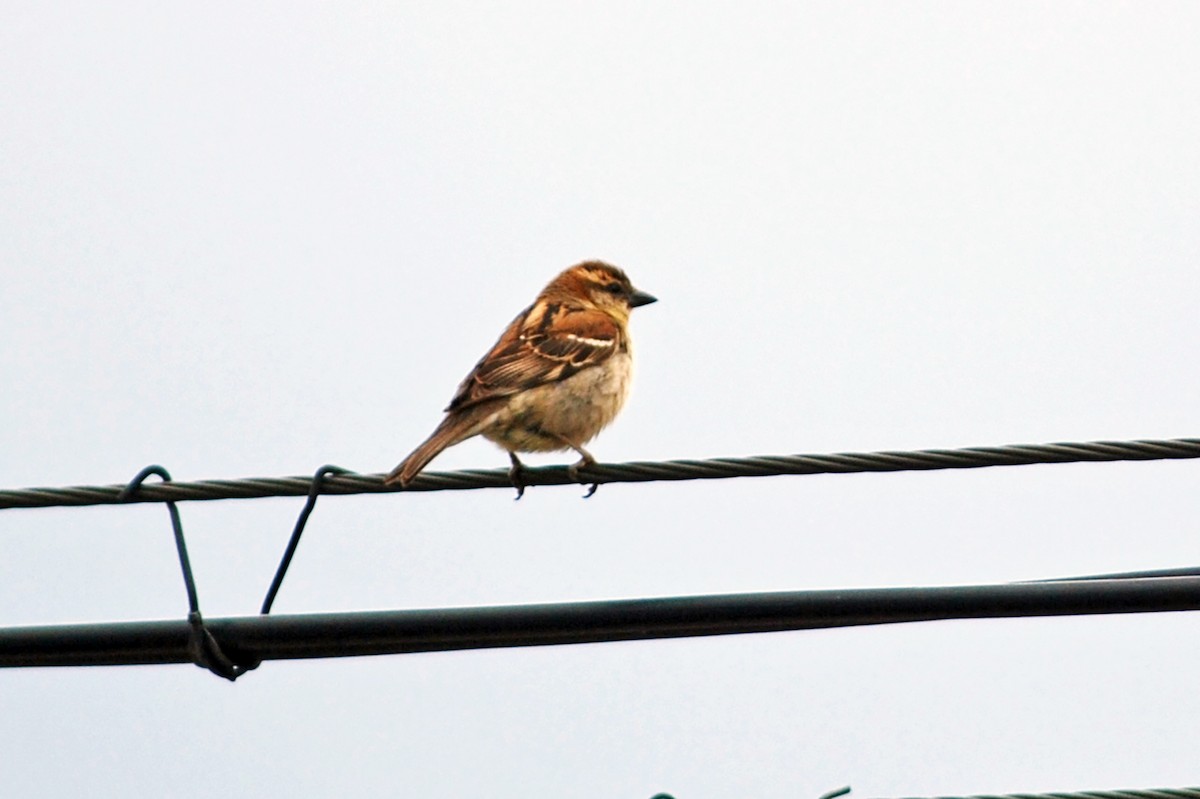 Russet Sparrow - ML638673812