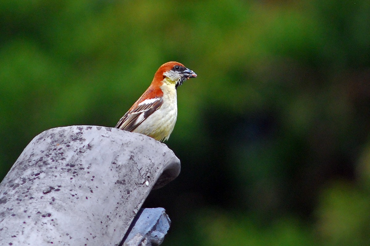 Russet Sparrow - ML638673813