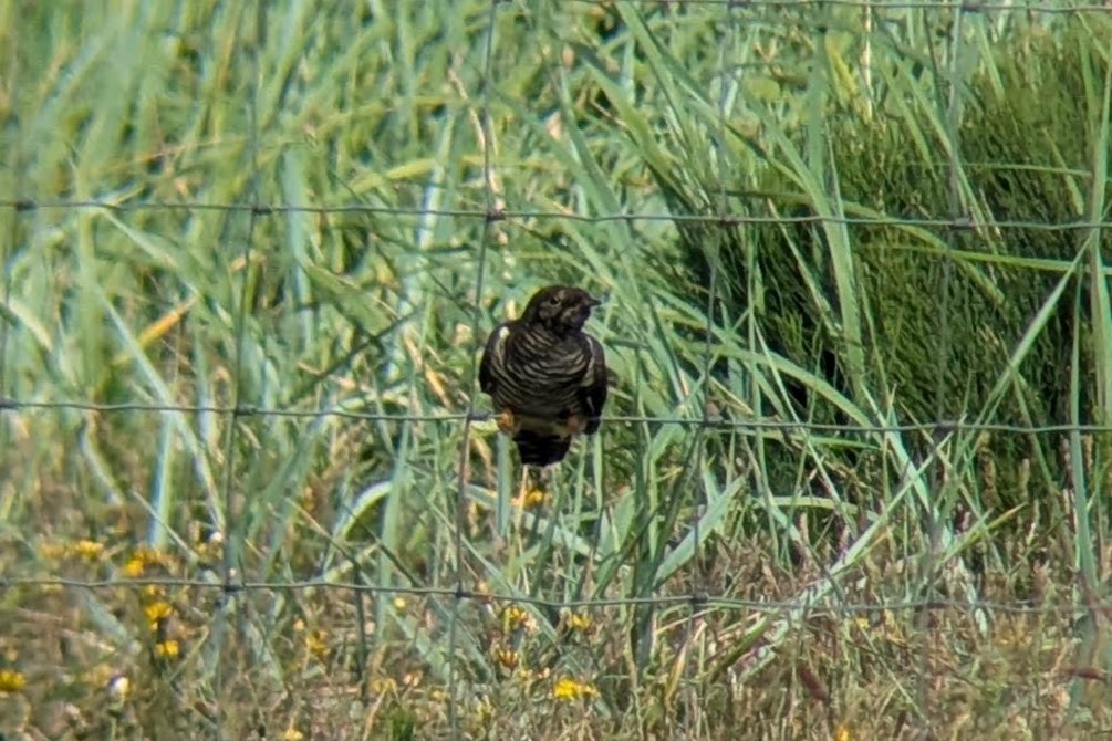 Common Cuckoo - ML638673814