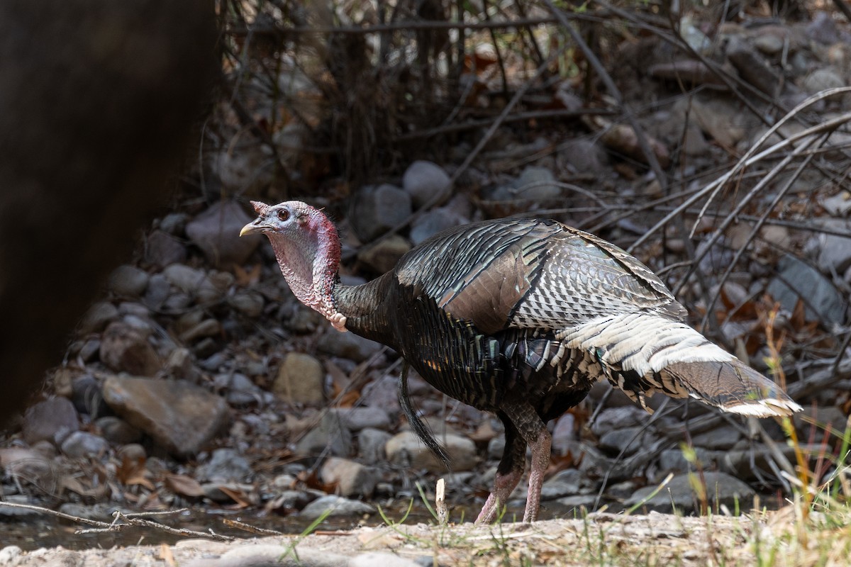 Wild Turkey - ML638673818