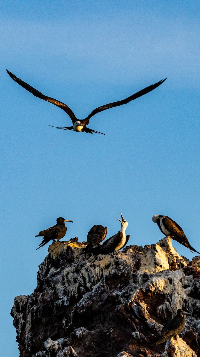Magnificent Frigatebird - ML638673819