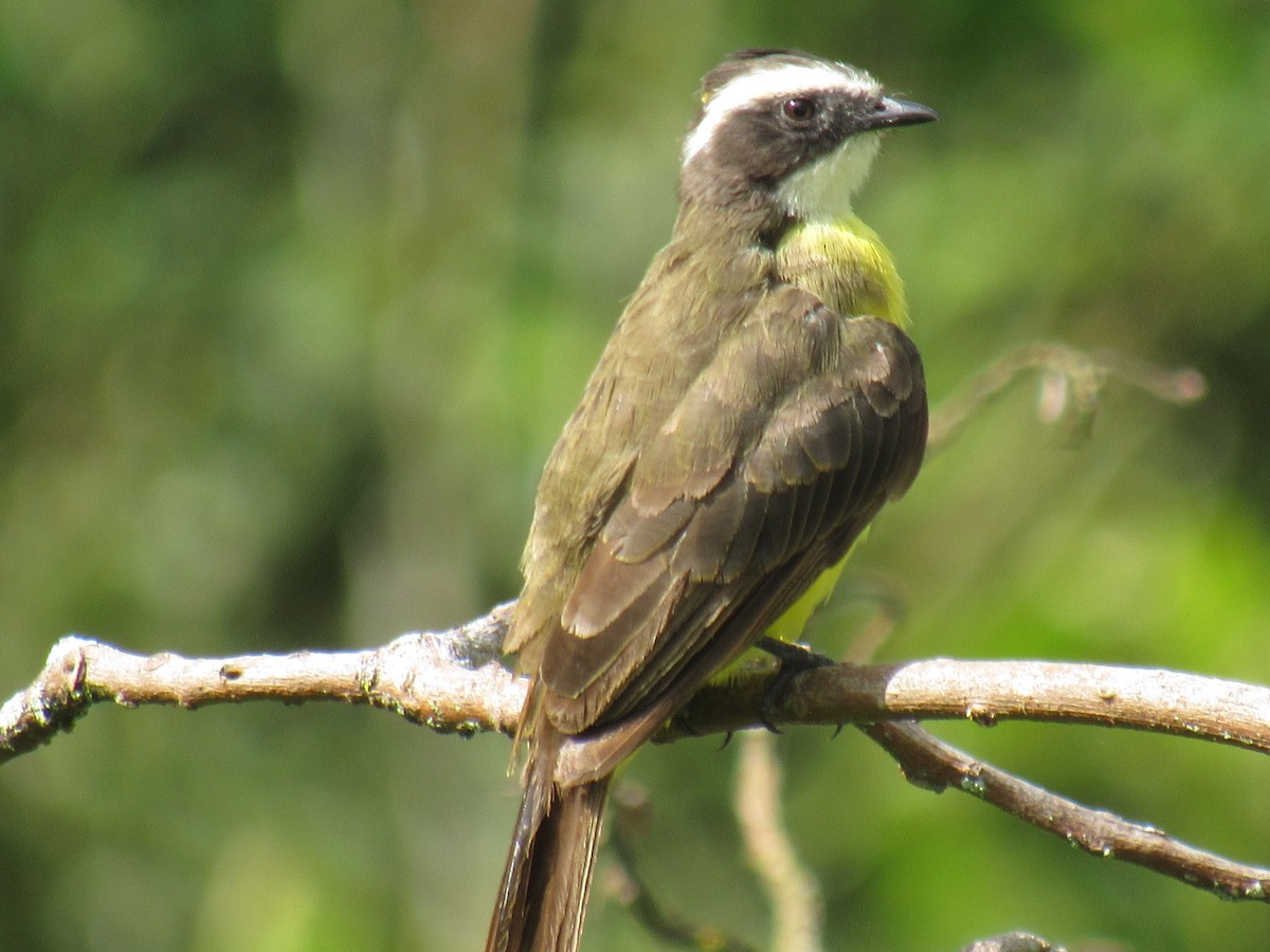 Rusty-margined Flycatcher - ML638673822