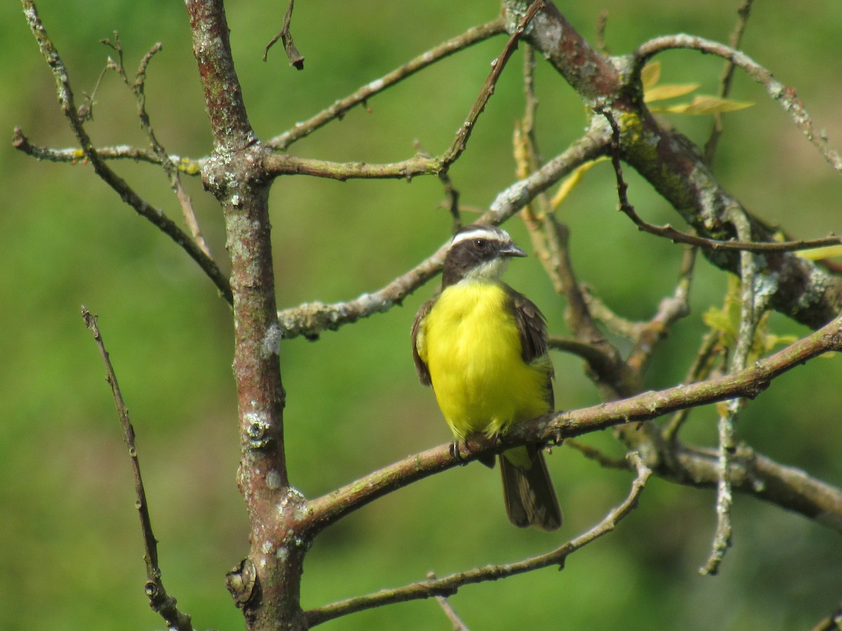 Rusty-margined Flycatcher - ML638673823