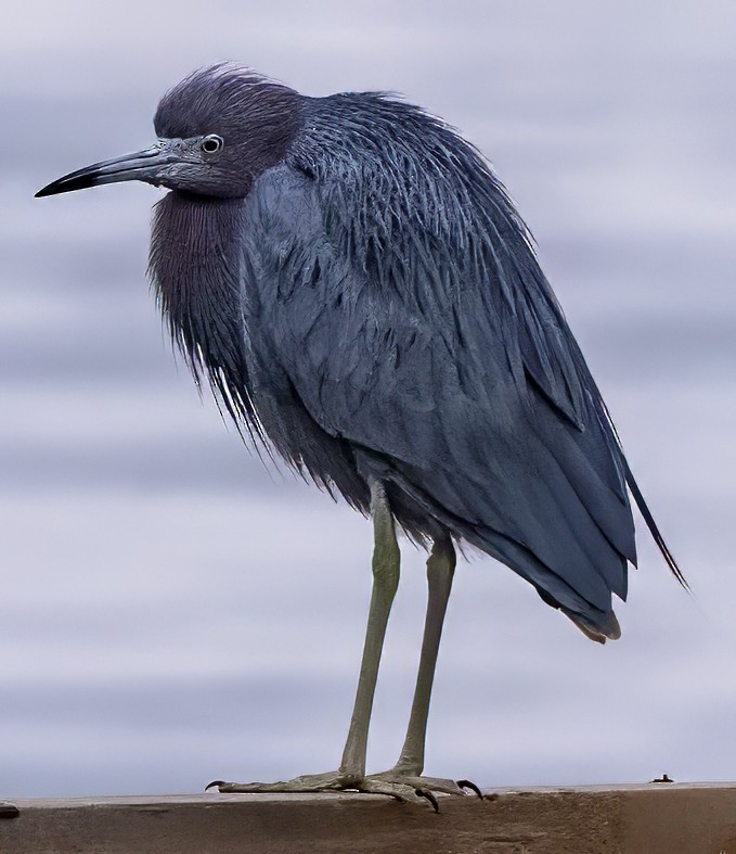 Little Blue Heron - ML638673832