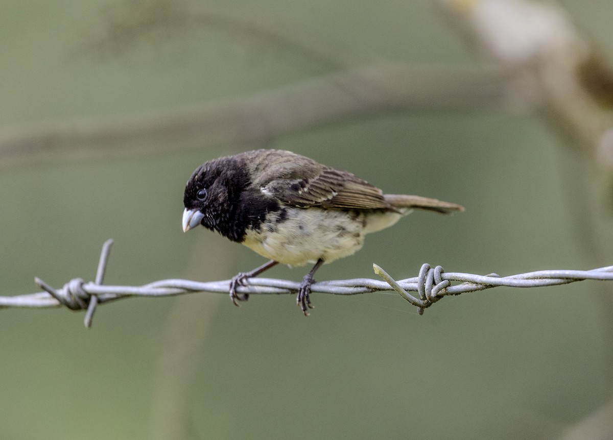 Yellow-bellied Seedeater - ML638673833