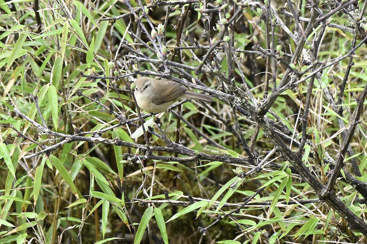 Yellowish-bellied Bush Warbler - ML638673834