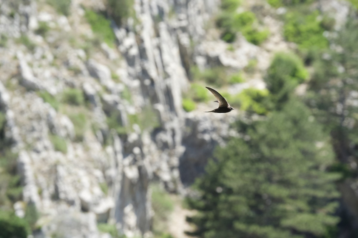 Common Swift - ML638673836