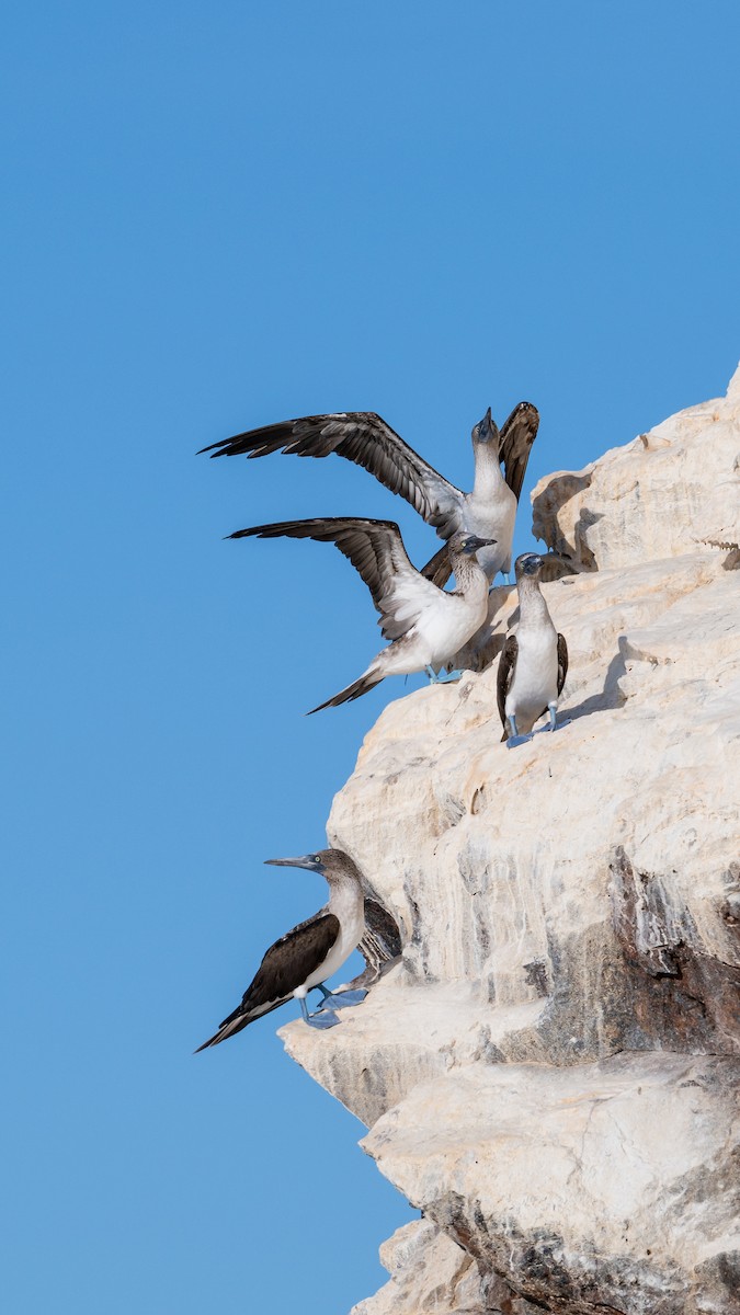 Blue-footed Booby - ML638673838